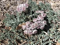 Vesper constancei