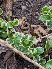 Lysimachia nummularia