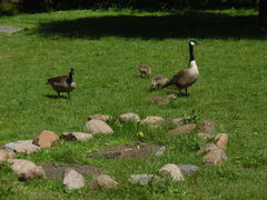 Branta canadensis