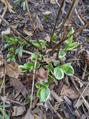 Lysimachia nummularia