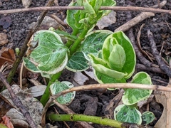 Lysimachia nummularia