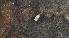Acleris semiannula