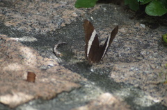 Siproeta epaphus trayja
