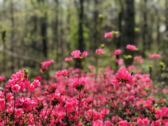 Rhododendron simsii