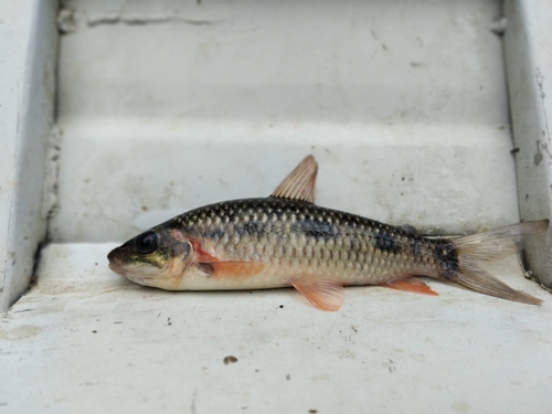 Nijssen's leporinus (Leporinus nijsseni) — Anostomidae — 4