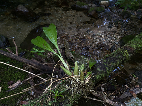 Gongora bufonia, photograph 4
