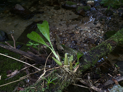 Gongora bufonia, photograph topeuna, CC BY, iNaturalist via GBIF