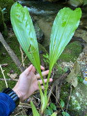 Gongora bufonia, photograph topeuna, CC BY, iNaturalist via GBIF
