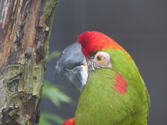 Red-Fronted Macaw photo 5