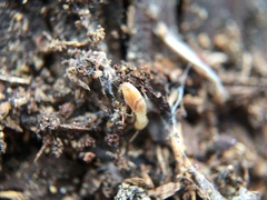 Reticulitermes