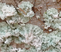 Lepraria normandinoides