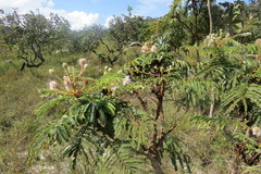 Mimosa claussenii