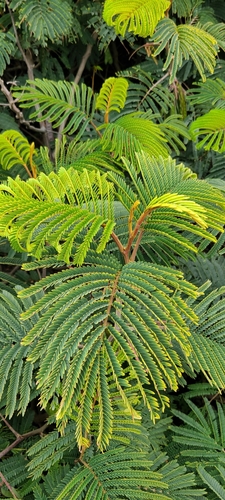Paraserianthes lophantha