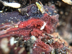 Reticulitermes