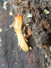 Reticulitermes