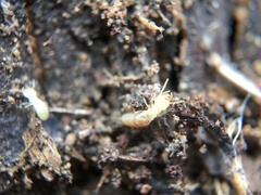 Reticulitermes