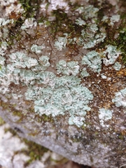 Lepraria normandinoides