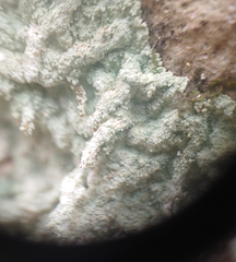 Lepraria normandinoides