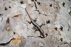 Cryptoblepharus virgatus