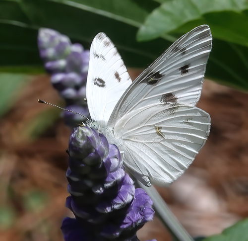 Checkered White