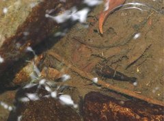 Macrobrachium laevis