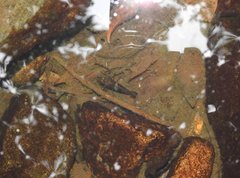 Macrobrachium laevis