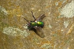 Gymnocheta viridis