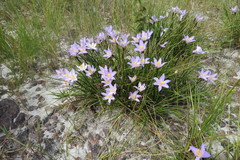 Vellozia angustifolia