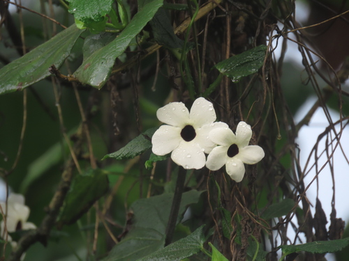 Black-eyed Susan vine
