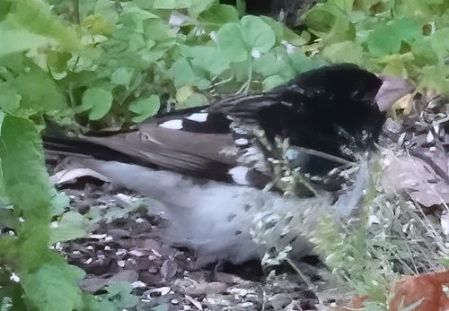 Rose-breasted Grosbeak