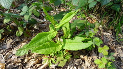Rumex sanguineus