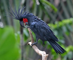 Palm Cockatoo photo 4