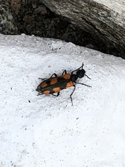 Eupompha elegans