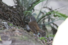 Pachycephala olivacea