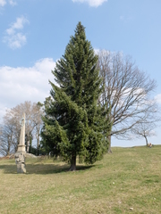 Picea omorika