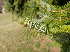 Picea omorika