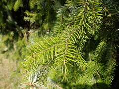 Picea omorika