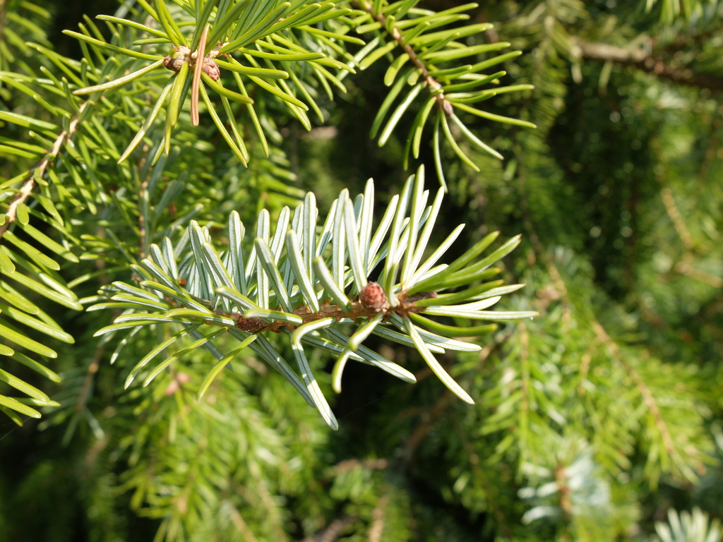 Serbian spruce