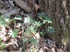 Hydrophyllum virginianum