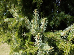 Picea omorika