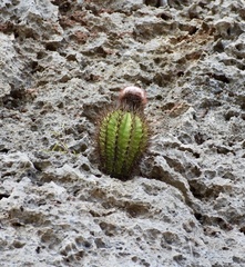 Melocactus harlowii
