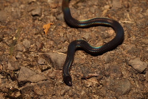 Photo of a Common Collared Snake (Pseudorabdion collaris)