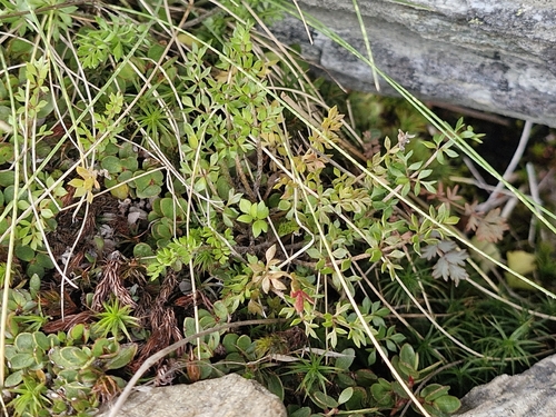 Ranunculus gracilipes, photograph 5