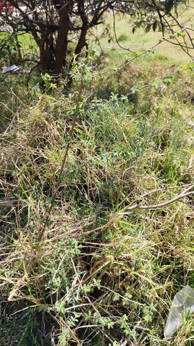 Symphoricarpos microphyllus, photograph 5