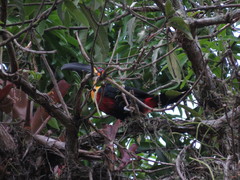 Ramphastos vitellinus ariel