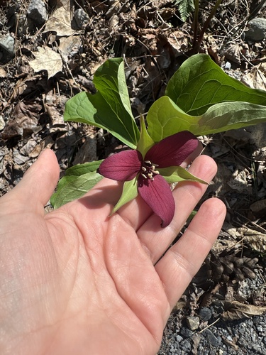 red trillium