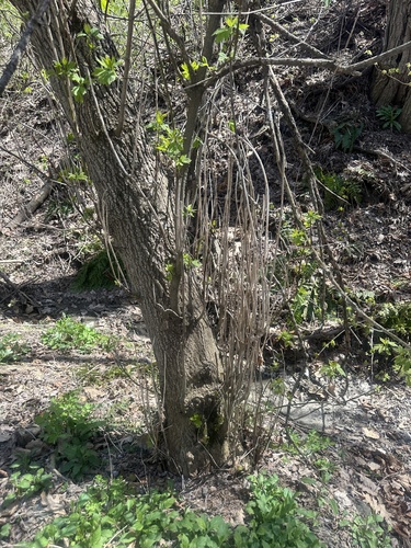 box elder