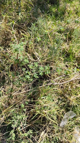 Symphoricarpos microphyllus, photograph 6