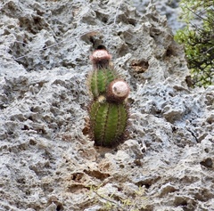 Melocactus harlowii