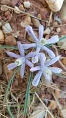 Androstephium coeruleum